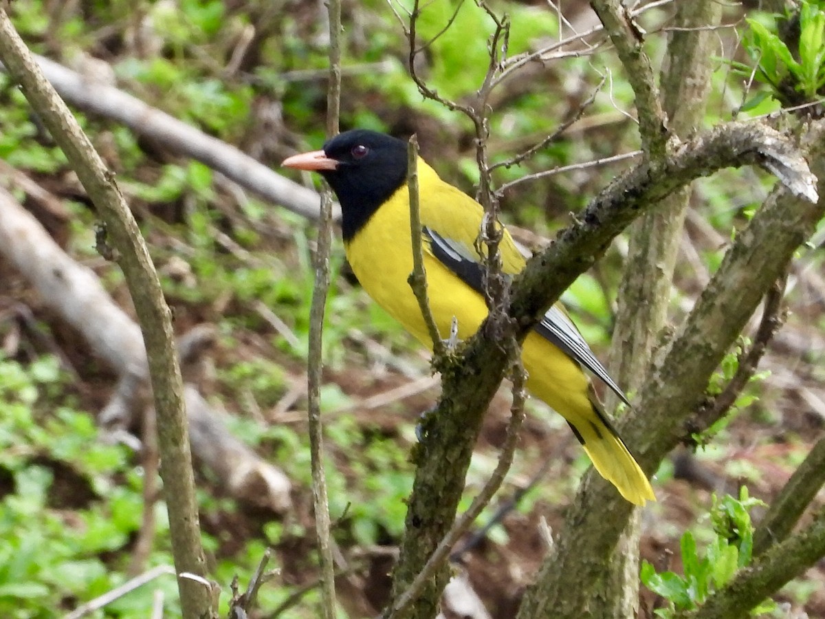 Ethiopian Black-headed Oriole - GARY DOUGLAS