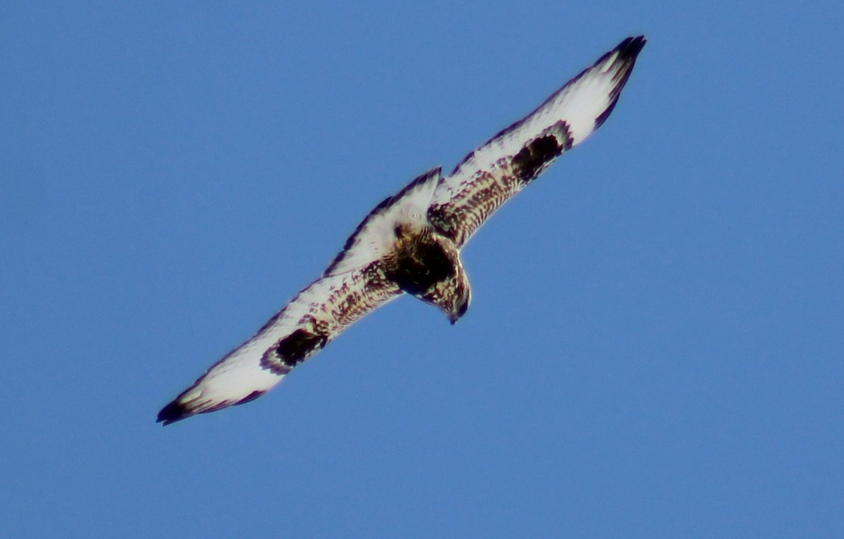 Rough-legged Hawk - ML157691451