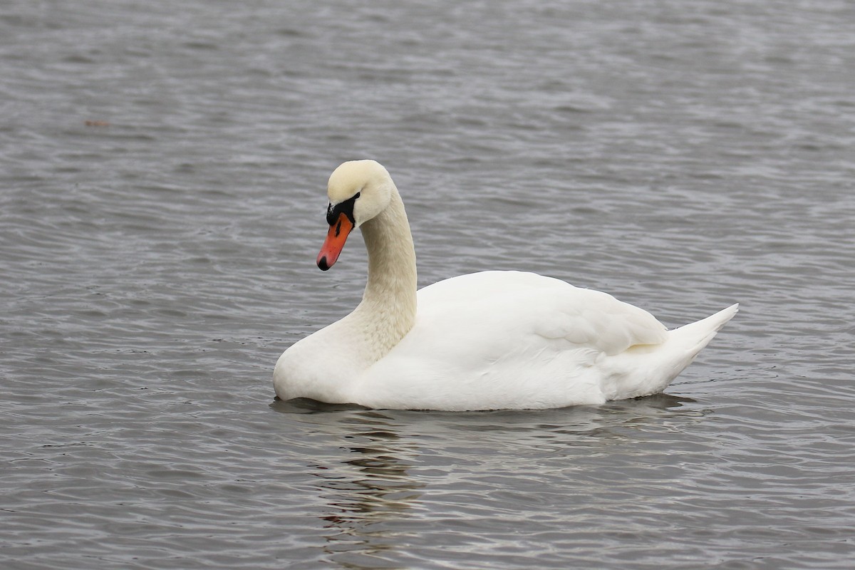 Mute Swan - Jens Toettrup