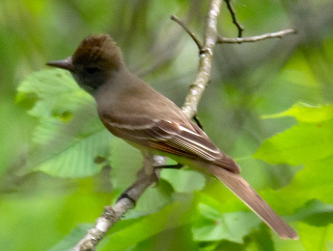 Great Crested Flycatcher - ML157693841