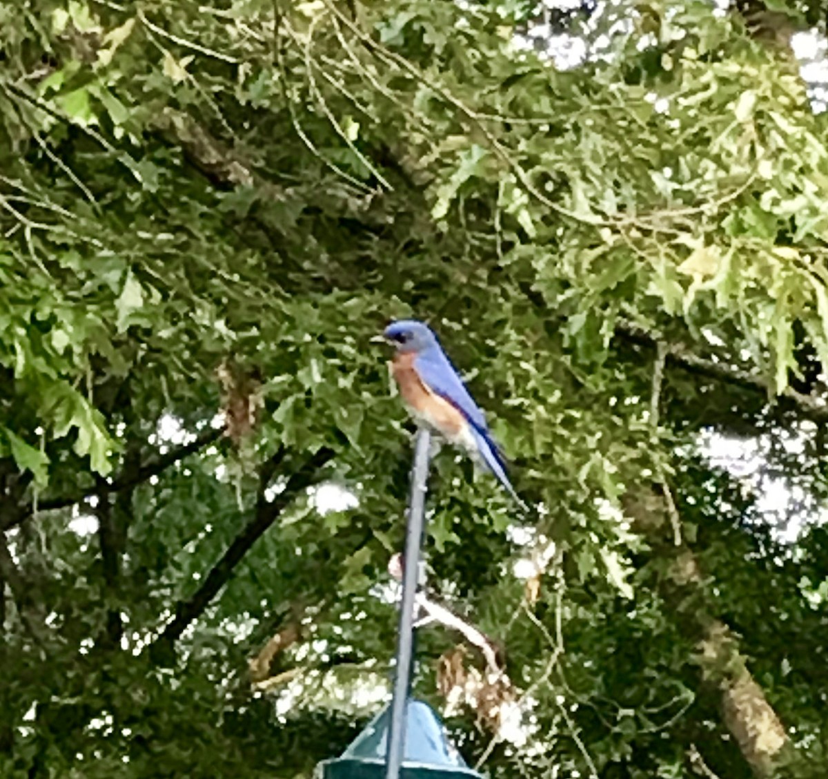 Eastern Bluebird - ML157694501