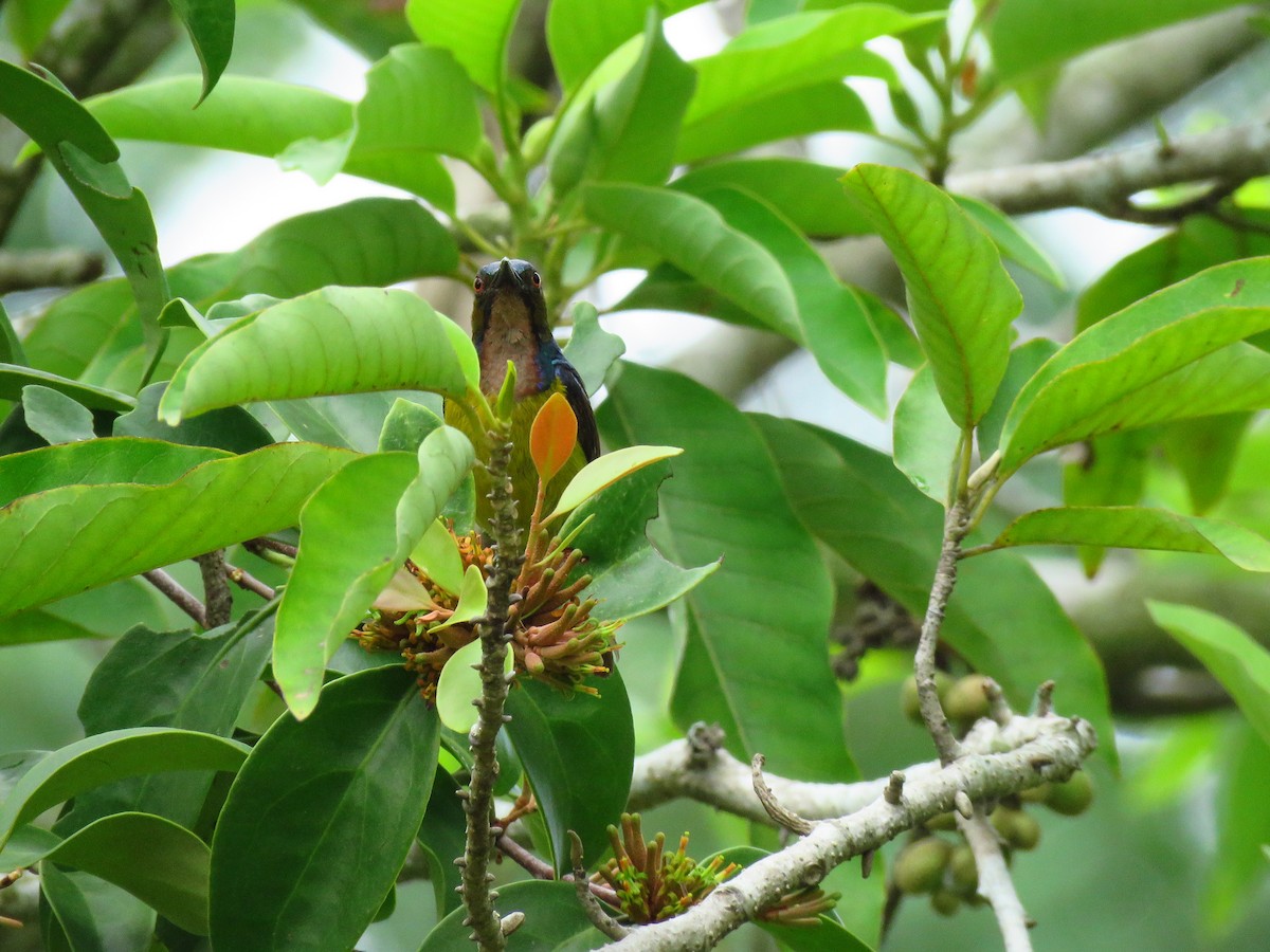 Brown-throated Sunbird - ML157696161