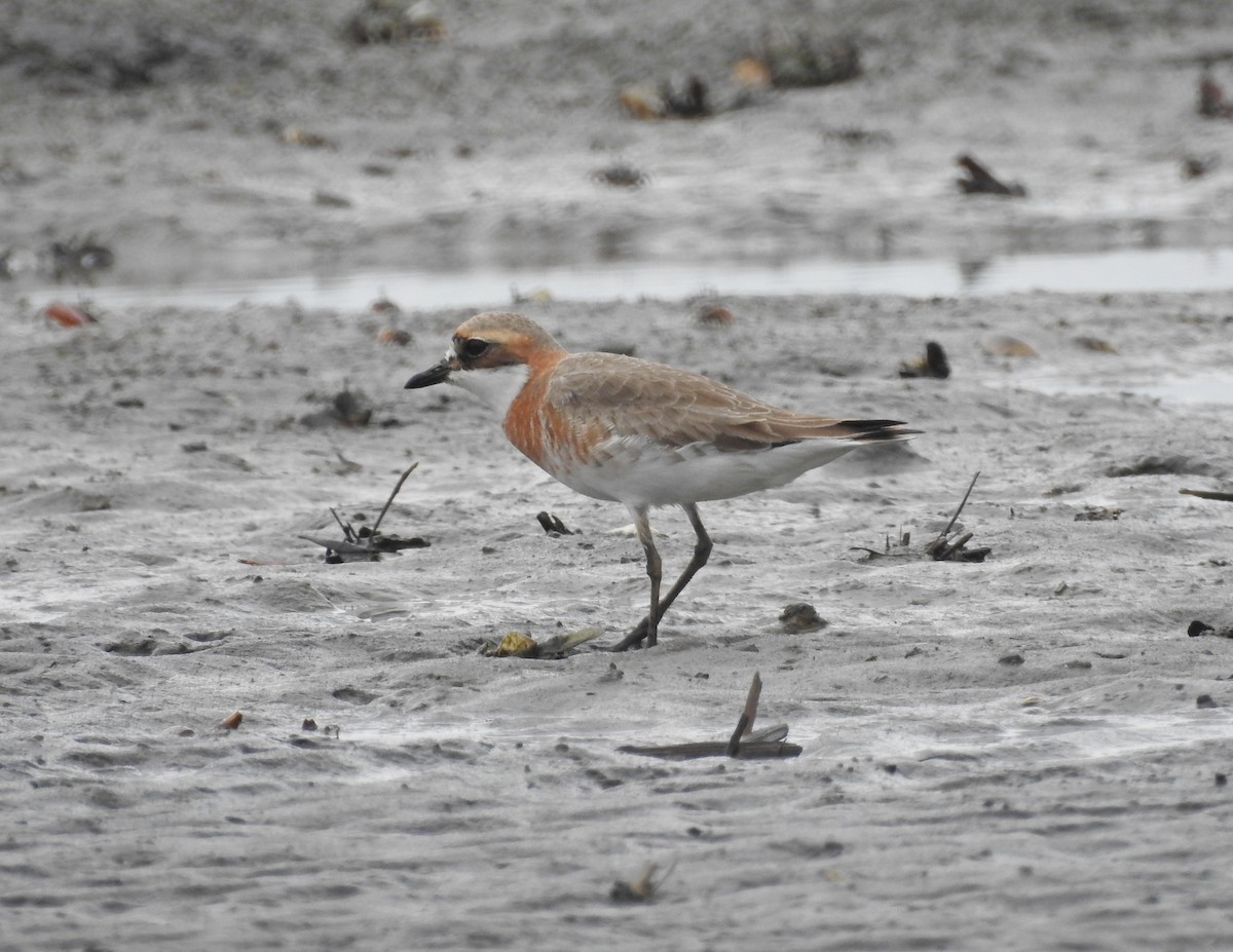 Siberian/Tibetan Sand-Plover - Arlango Lee