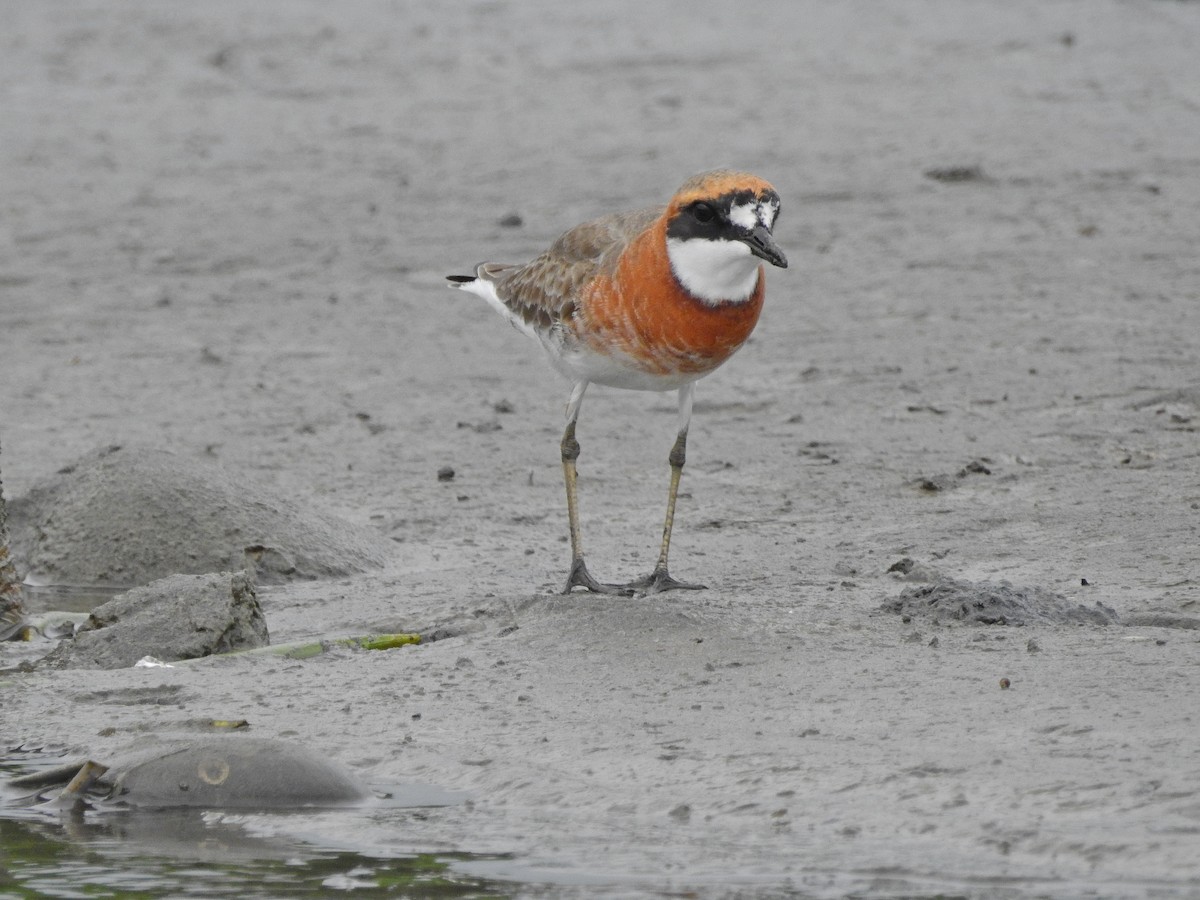 Siberian/Tibetan Sand-Plover - Arlango Lee