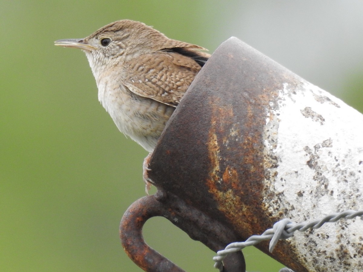 House Wren - ML157698661