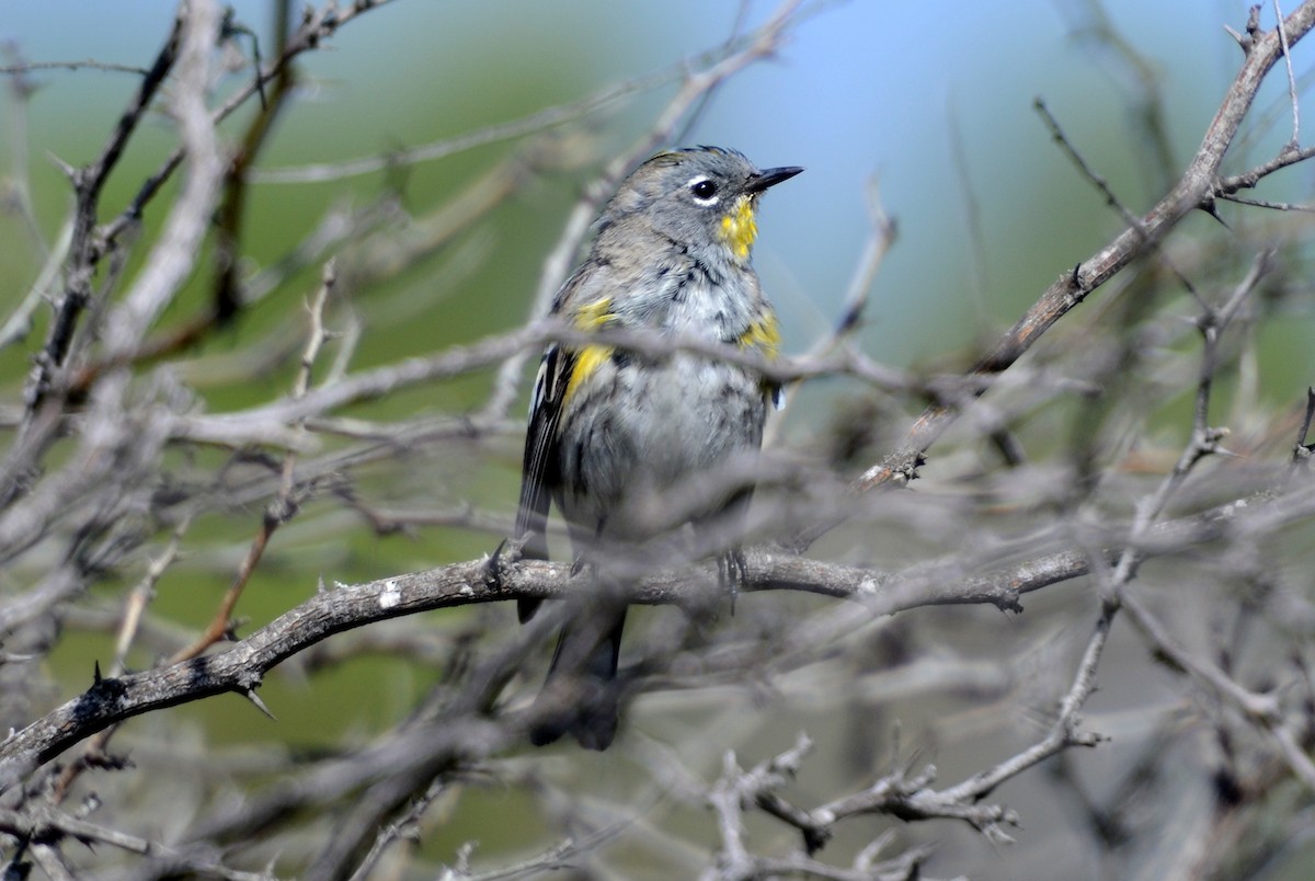 Yellow-rumped Warbler - ML157699781