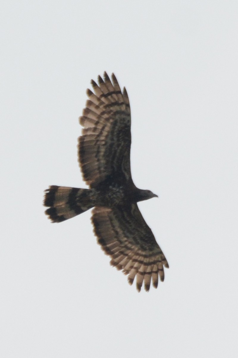 Oriental Honey-buzzard - ML157700311