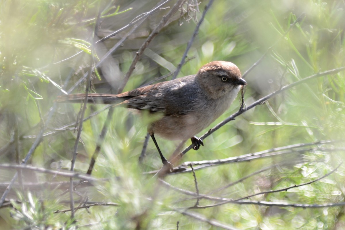 Bushtit - ML157700381