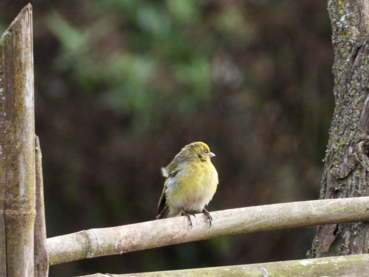 Yellow-crowned Canary - ML157700781
