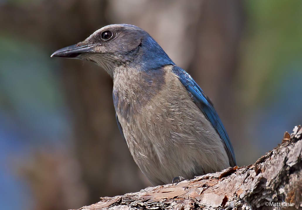 Florida Scrub-Jay - ML157702071