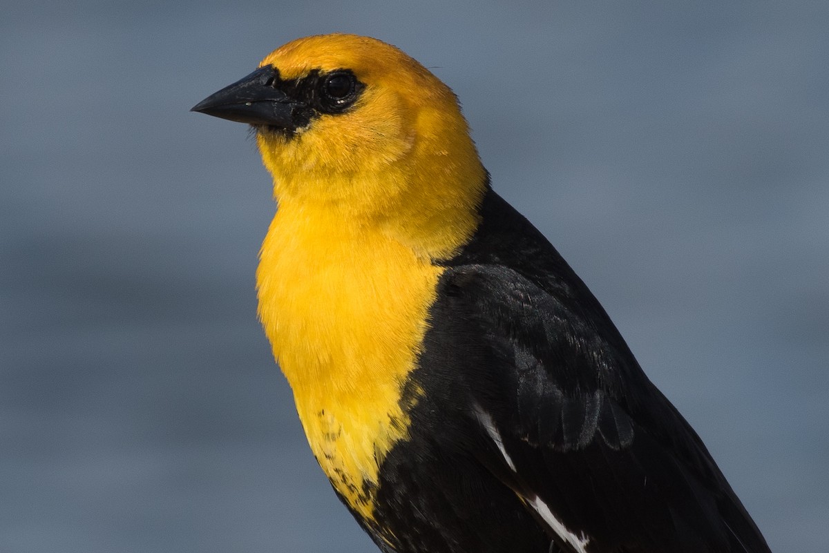 Yellow-headed Blackbird - Matthew Stratmoen