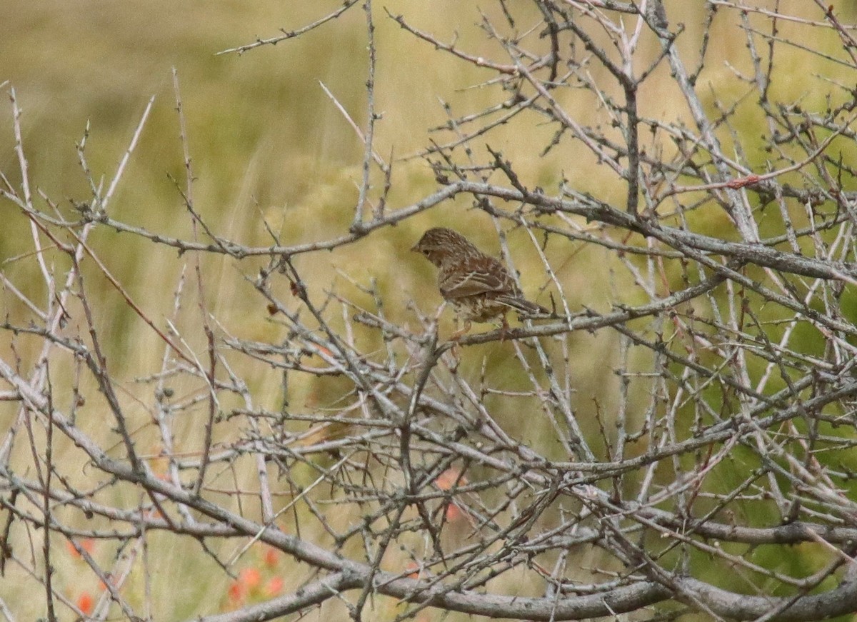 Cassin's Sparrow - Albert Linkowski