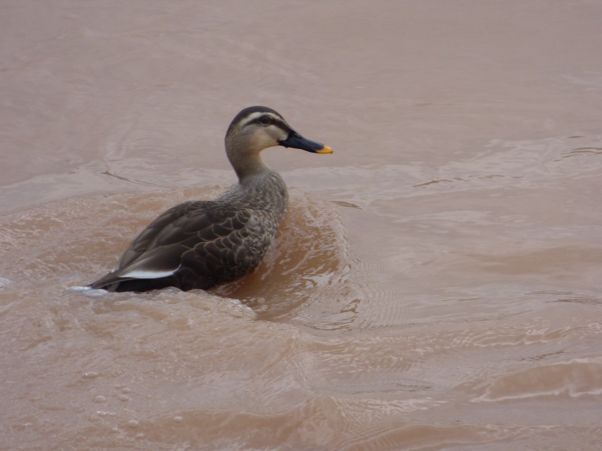 Canard de Chine - ML157705271