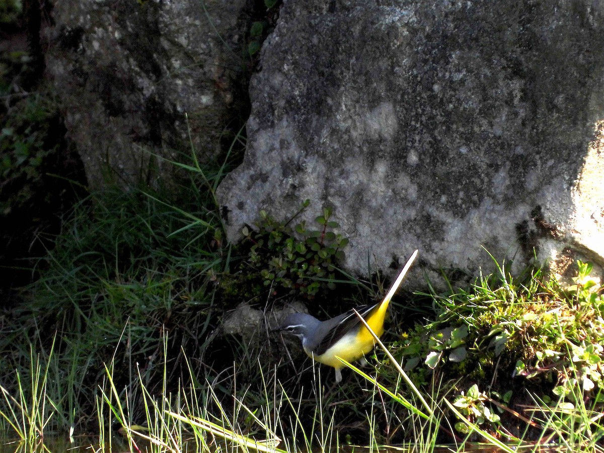 Gray Wagtail - Beena Menon