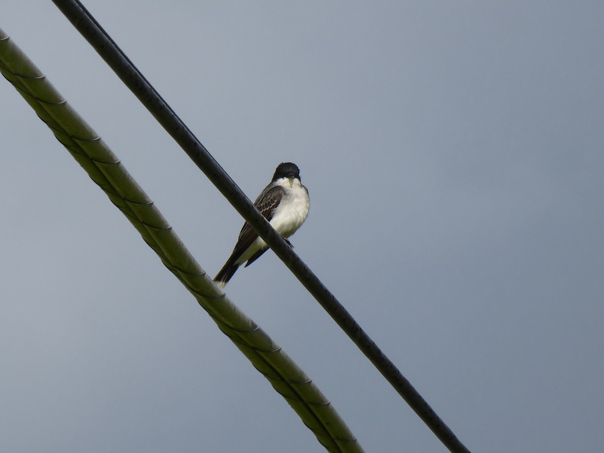 Eastern Kingbird - M. Jordan