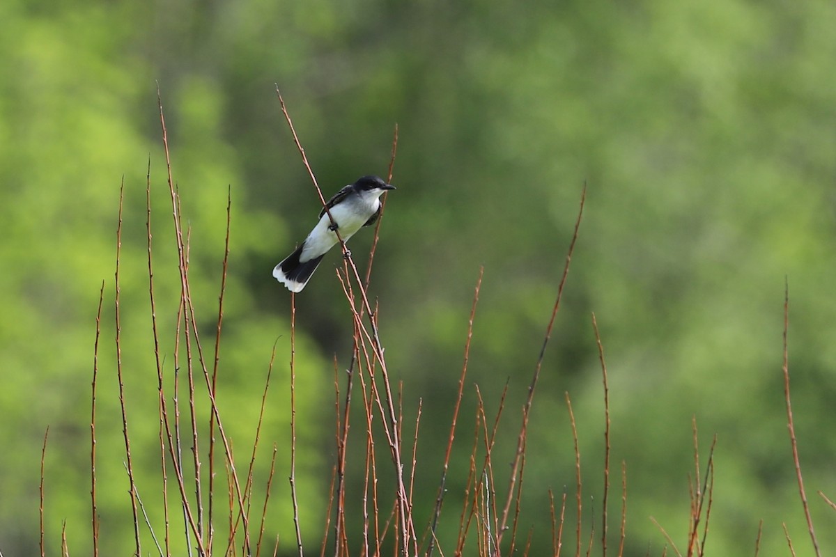 Eastern Kingbird - ML157707021