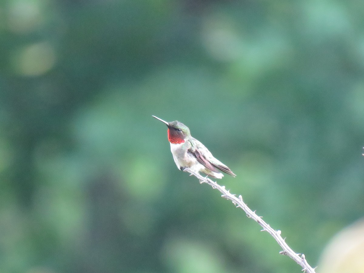Ruby-throated Hummingbird - ML157707081