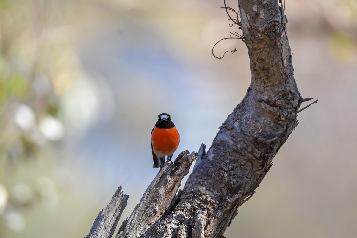 Scarlet Robin - ML157707751