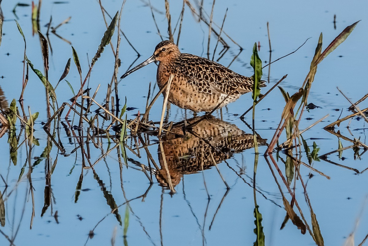 Short-billed Dowitcher - Gale VerHague