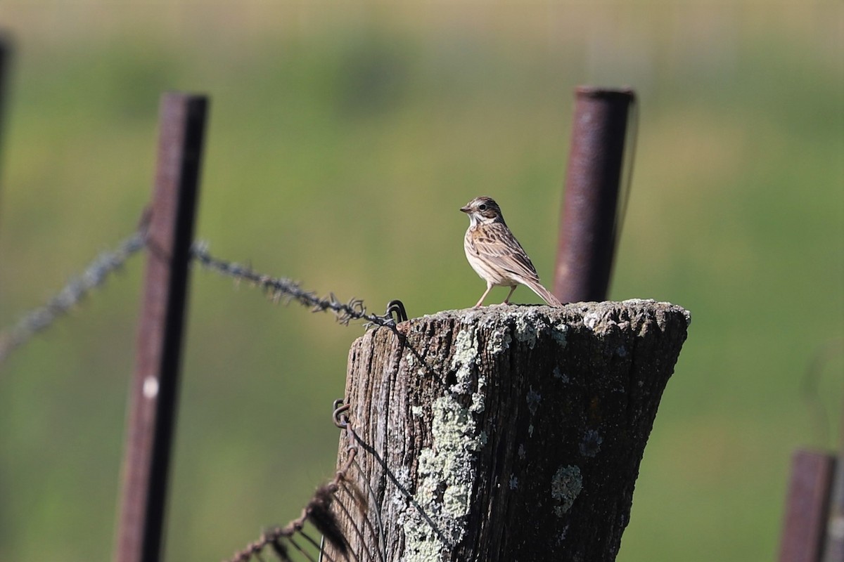 Vesper Sparrow - ML157710391