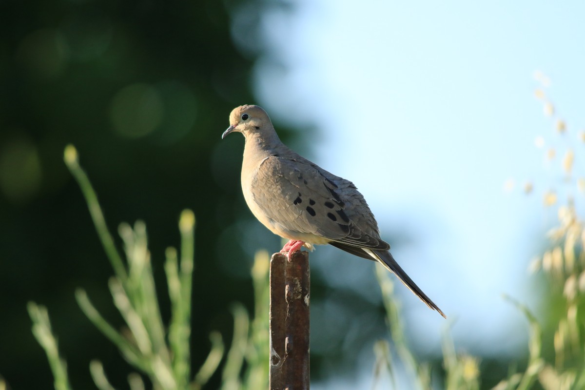 Mourning Dove - ML157710531