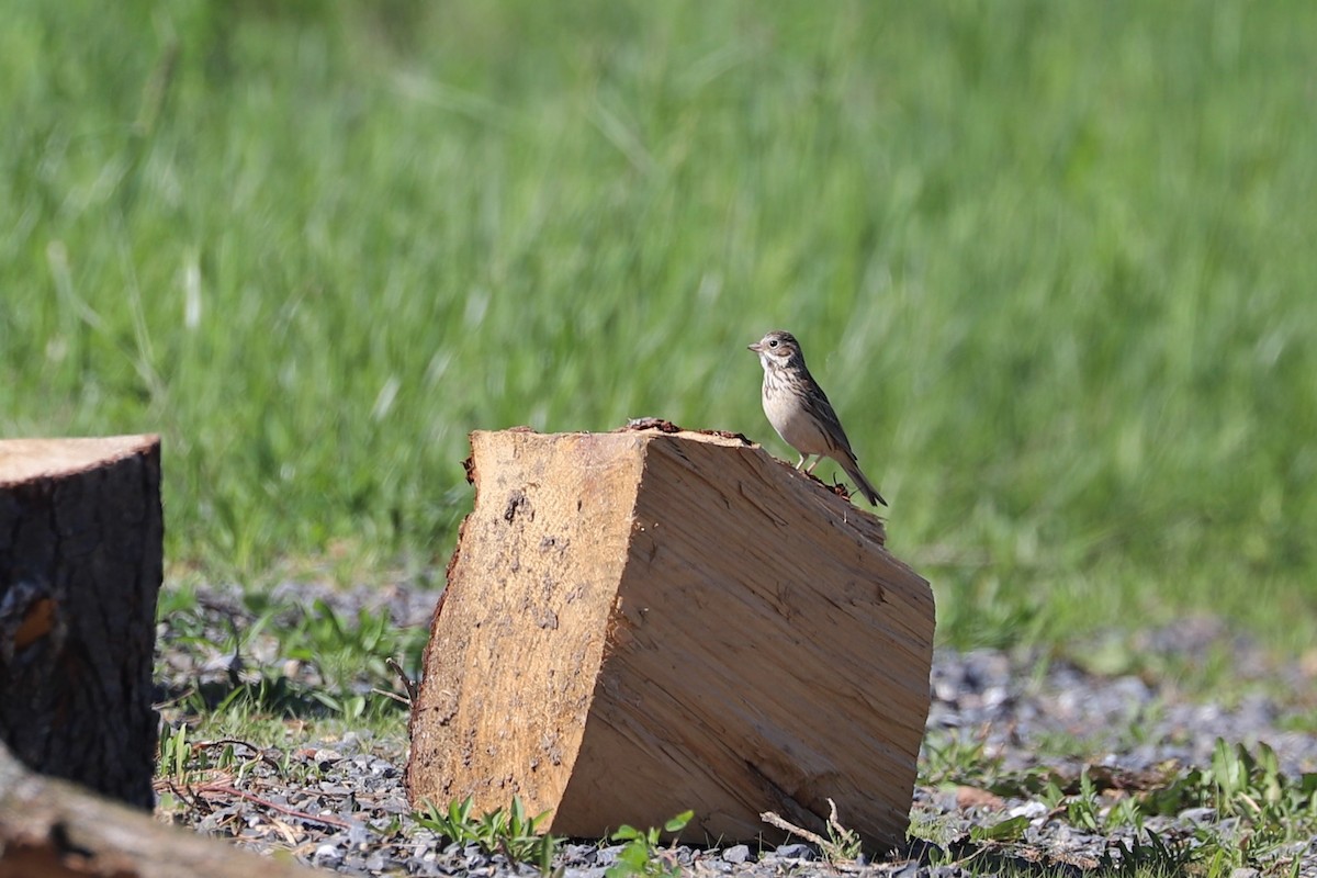 Vesper Sparrow - ML157710591