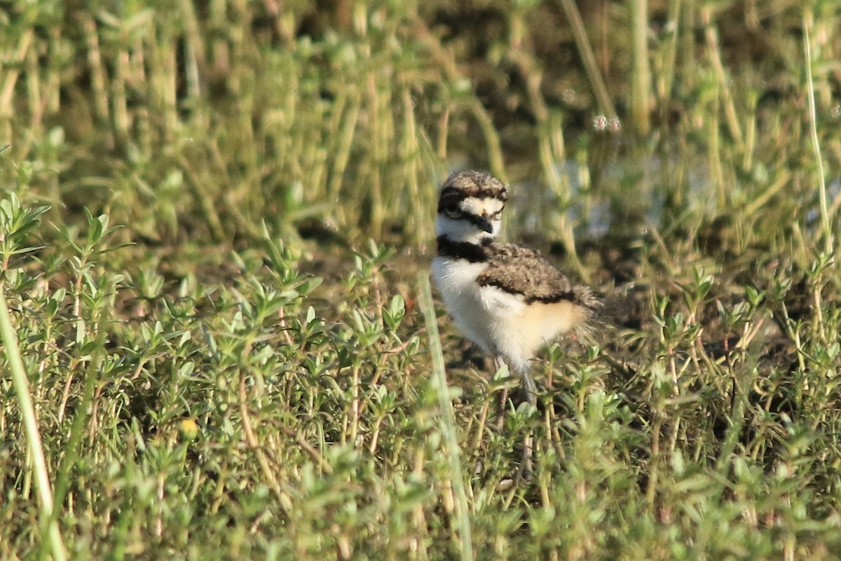 Killdeer - Michele Swartout