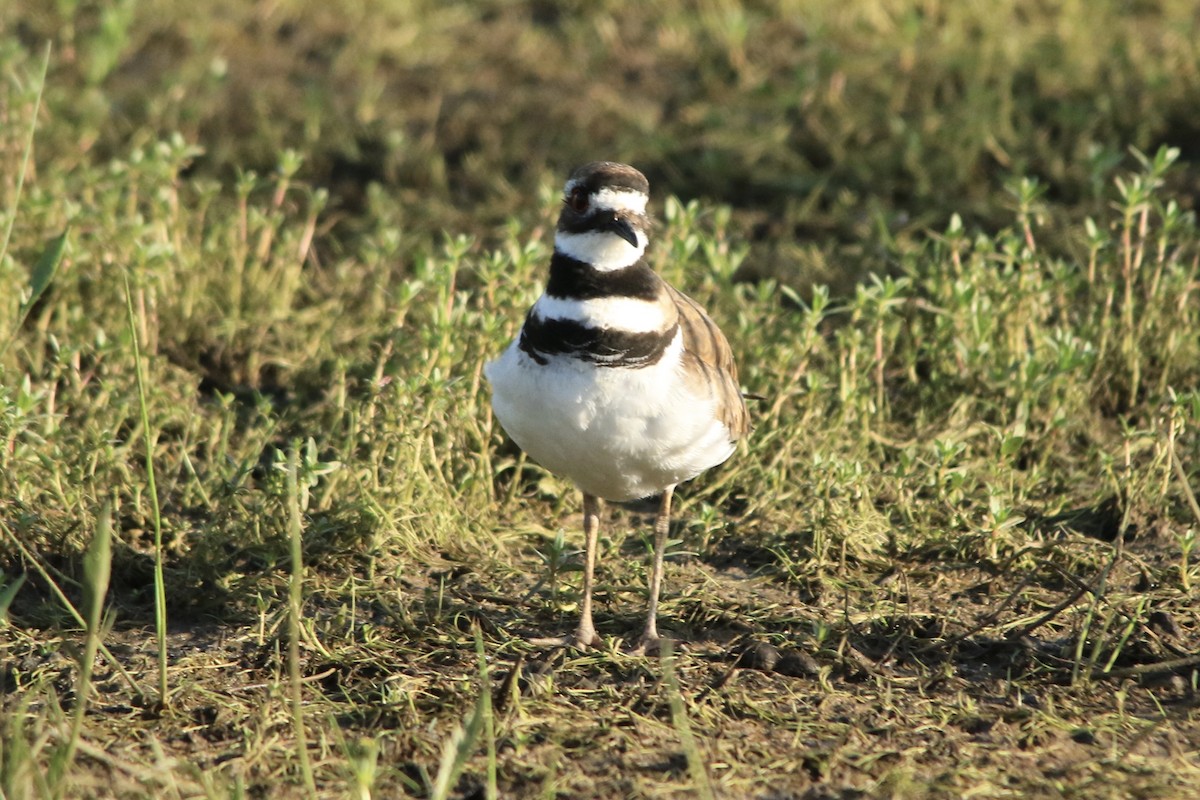 Killdeer - ML157710811