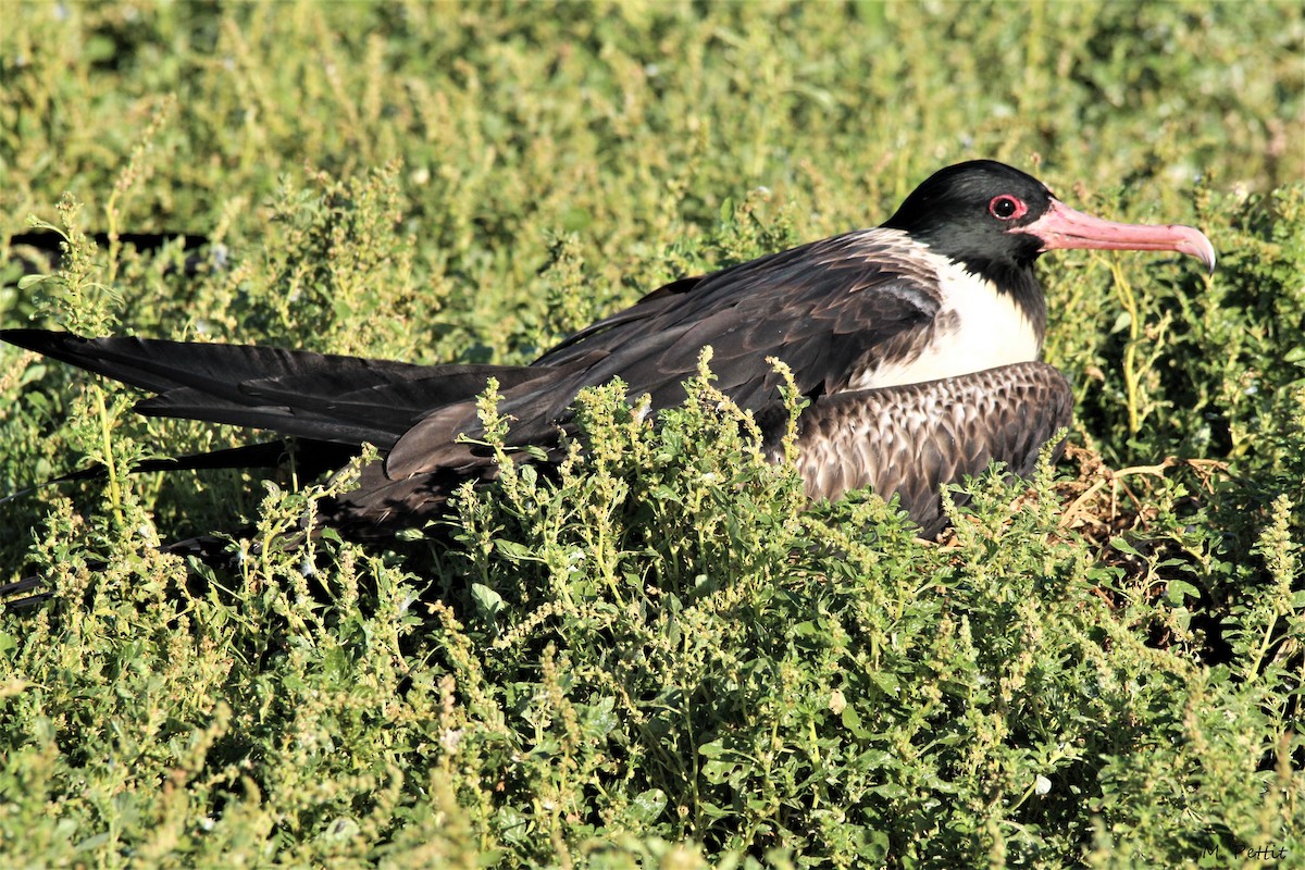 Lesser Frigatebird - Magen Pettit