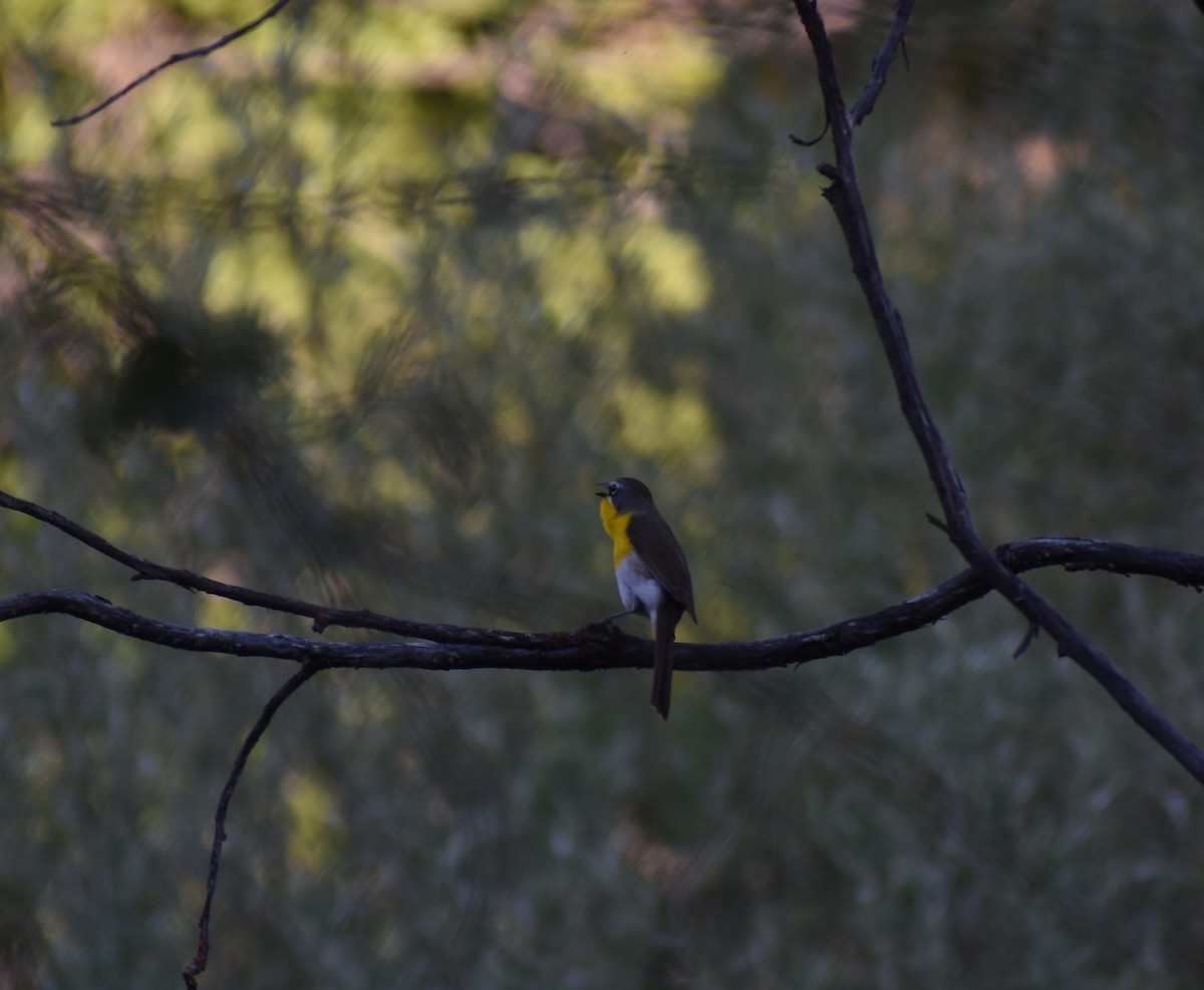 Yellow-breasted Chat - ML157711611