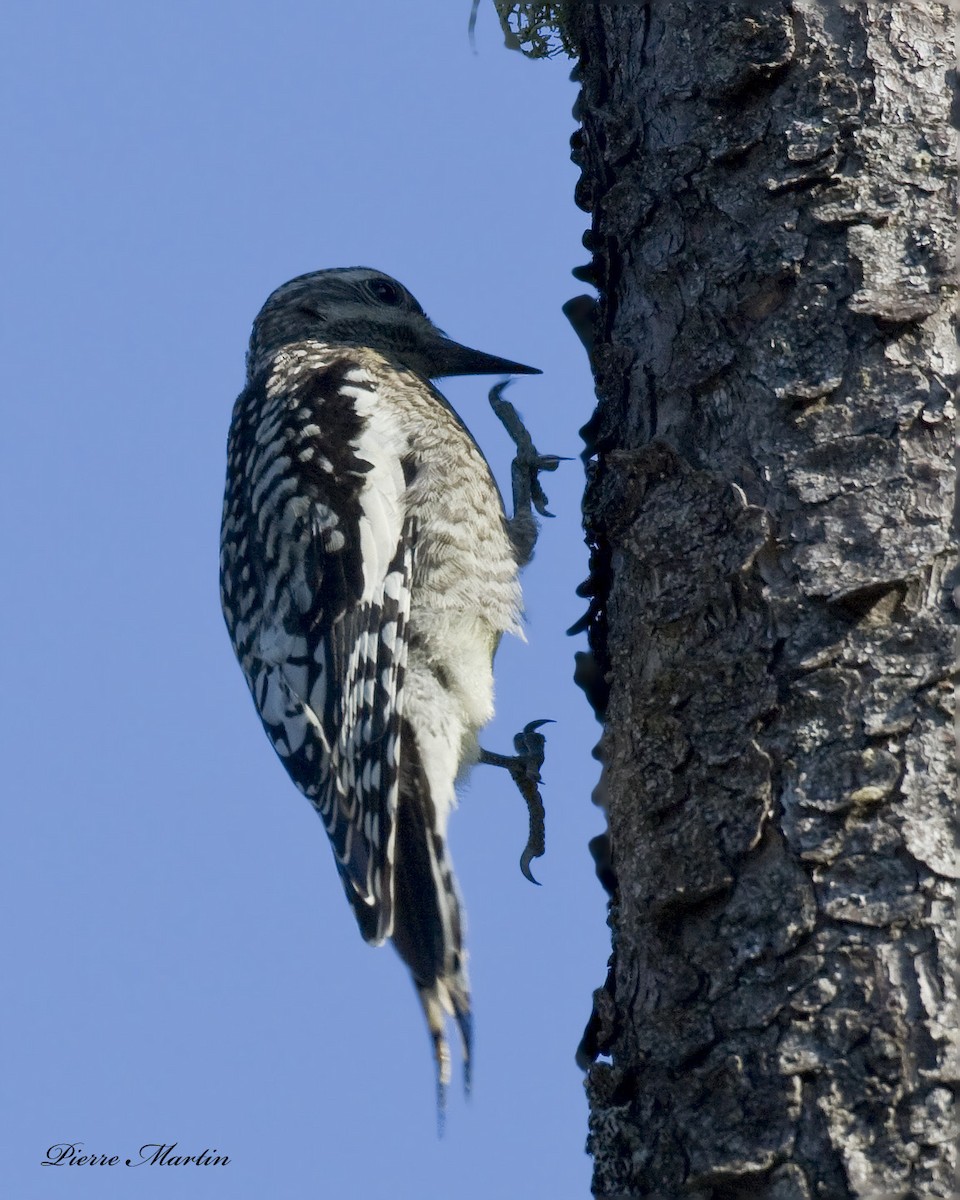American Three-toed Woodpecker - pierre martin