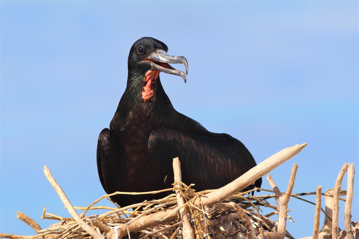 Lesser Frigatebird - Magen Pettit