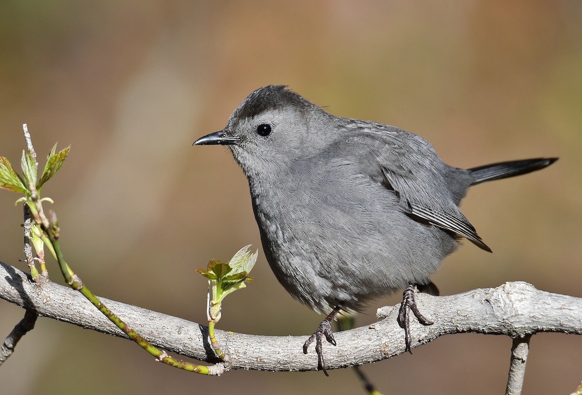 Gray Catbird - ML157712191