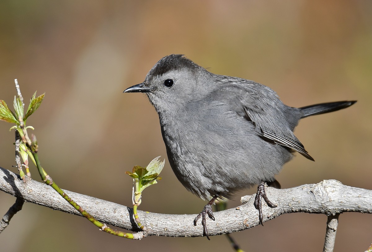 Gray Catbird - André Lanouette