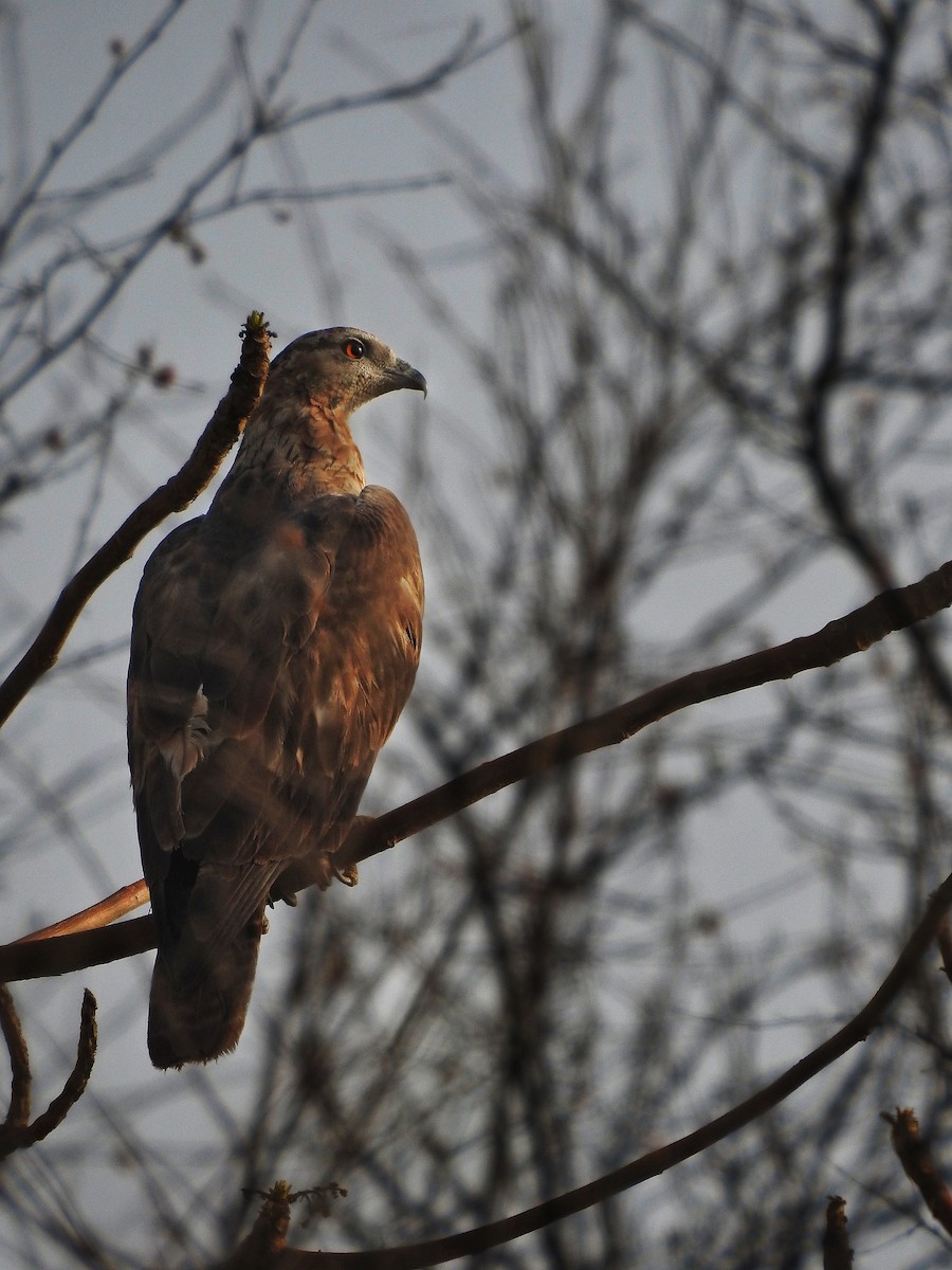 Oriental Honey-buzzard - ML157713241