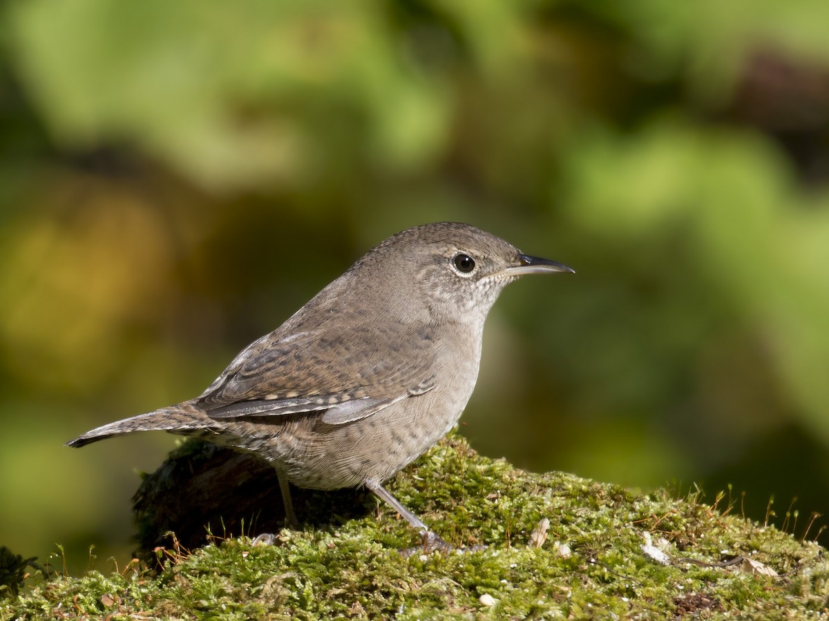 House Wren - ML157713681