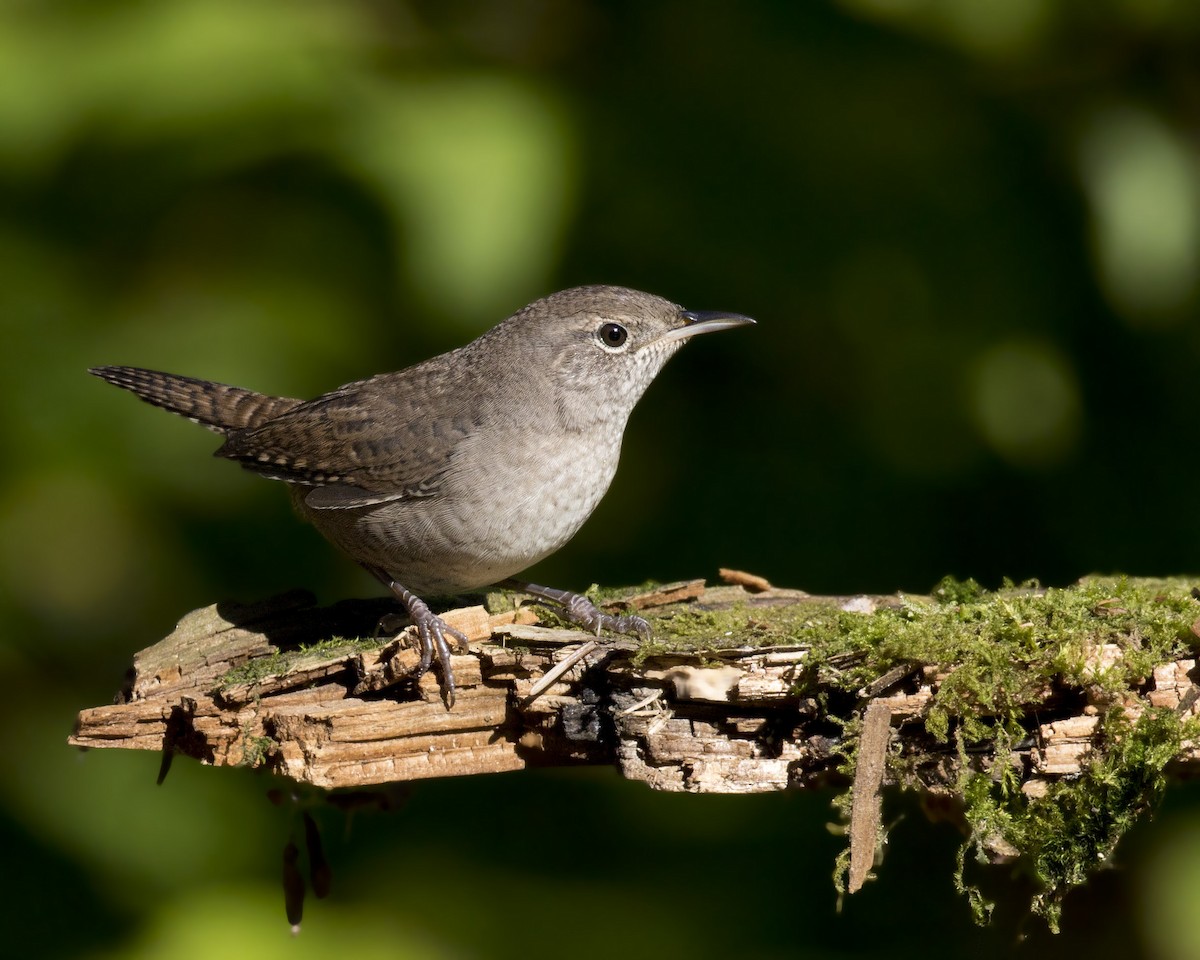 House Wren - ML157713691