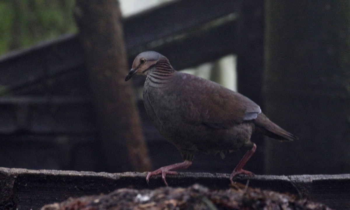 White-throated Quail-Dove - Paul Petrus