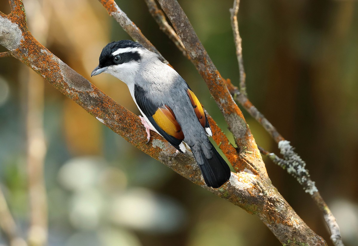 White-browed Shrike-Babbler - Ly Lan Le Do