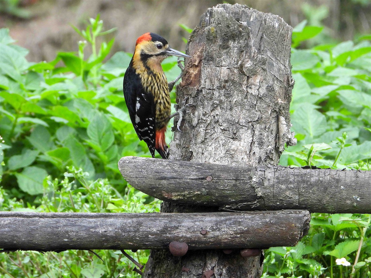 Darjeeling Woodpecker - Beena Menon