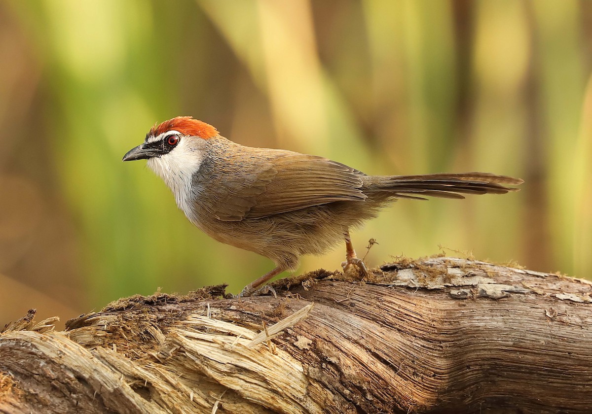 Chestnut-capped Babbler - Ly Lan Le Do