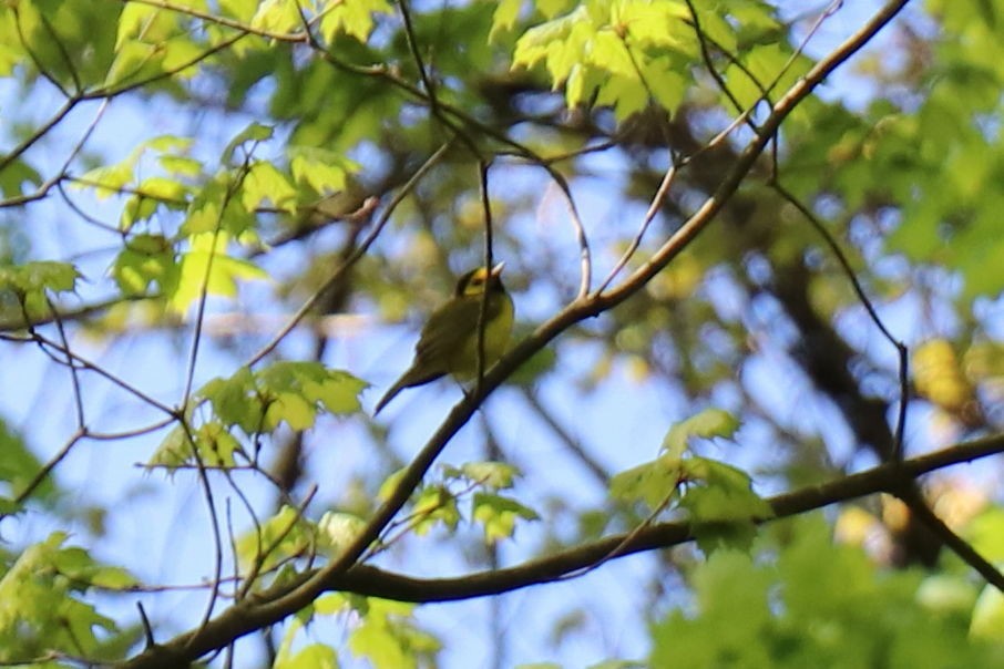 Hooded Warbler - ML157718541