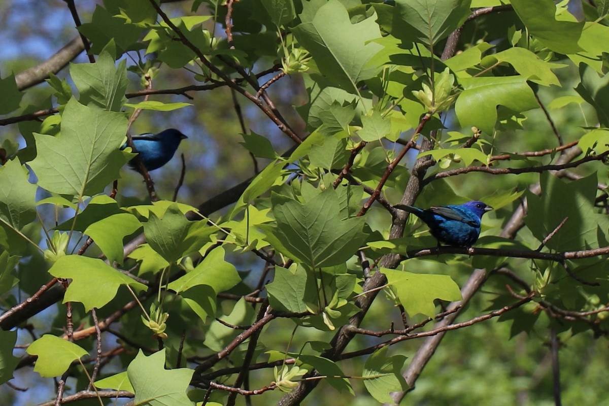 Indigo Bunting - ML157718571