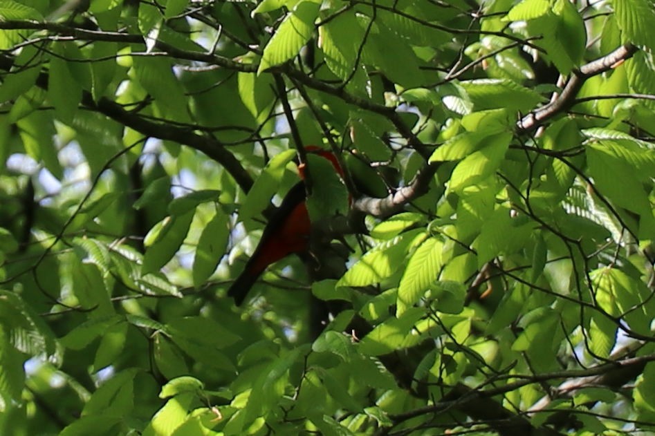 Scarlet Tanager - ML157718891