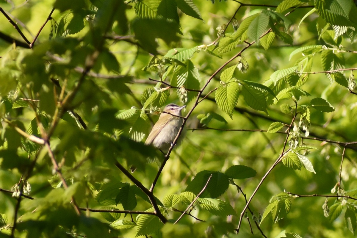 Red-eyed Vireo - ML157719781