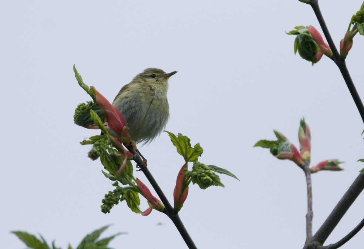 Iberian Chiffchaff - ML157720371