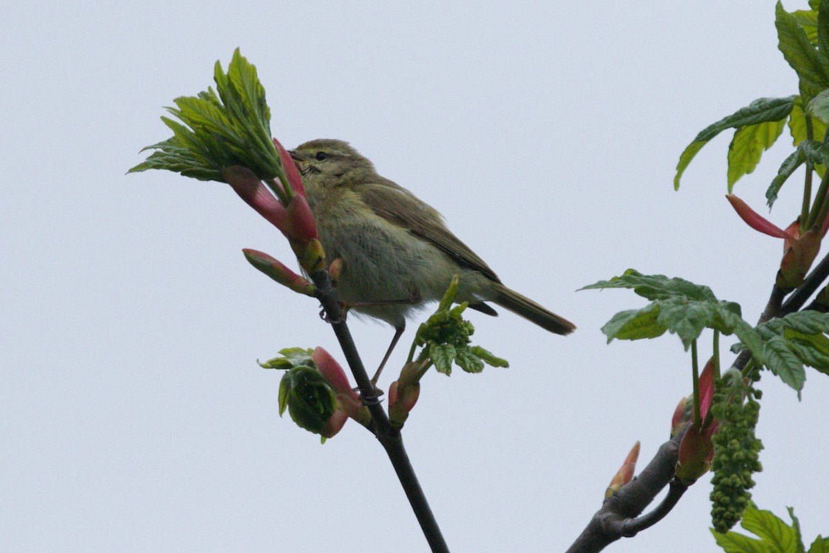 Iberian Chiffchaff - ML157720391