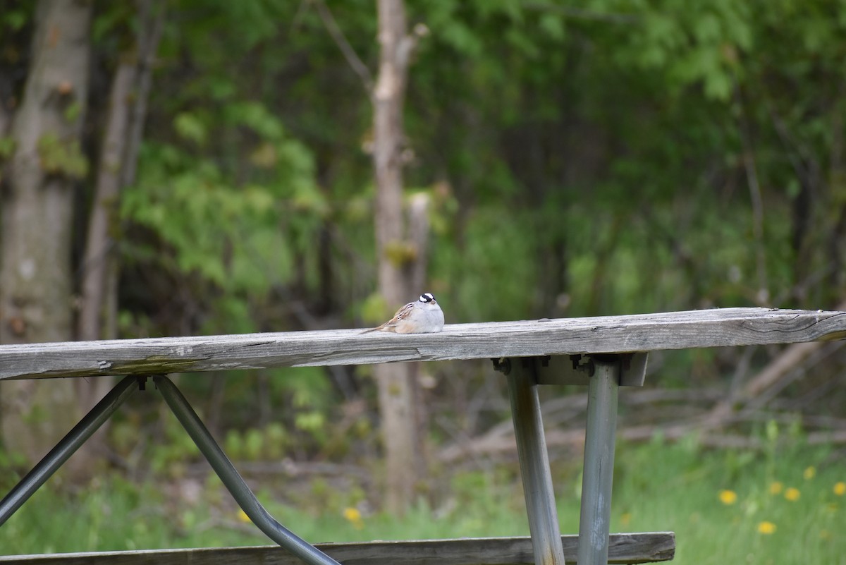 White-crowned Sparrow - ML157720411