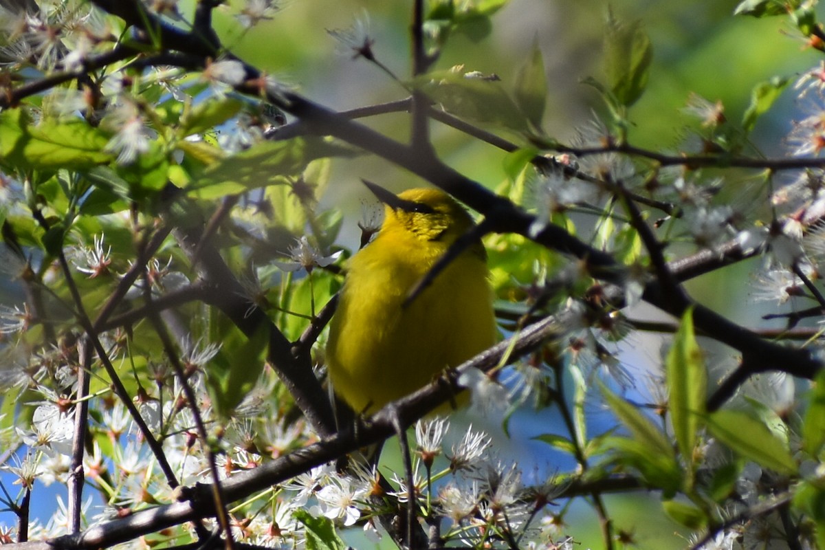 Blue-winged Warbler - Chad Carroll