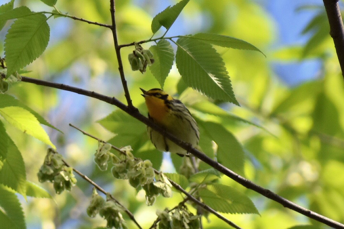 Blackburnian Warbler - ML157720701